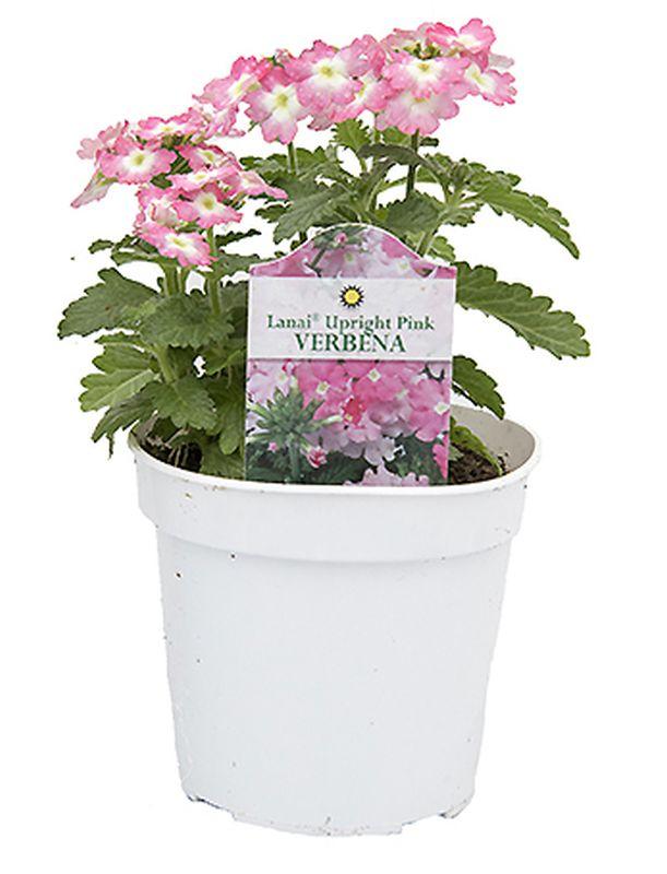 Annual, Assorted - View 7 from www redcrocus com