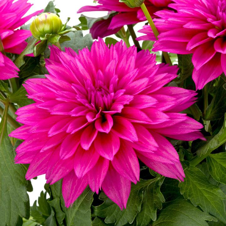 Dahlia 'labella Maggiore Deep Rose' - View 2 from www redcrocus com