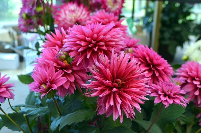 Dahlia 'labella Maggiore Deep Rose' - View 3 from www redcrocus com