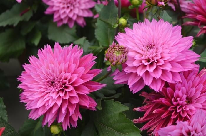Dahlia 'labella Maggiore Deep Rose' - View 4 from www redcrocus com