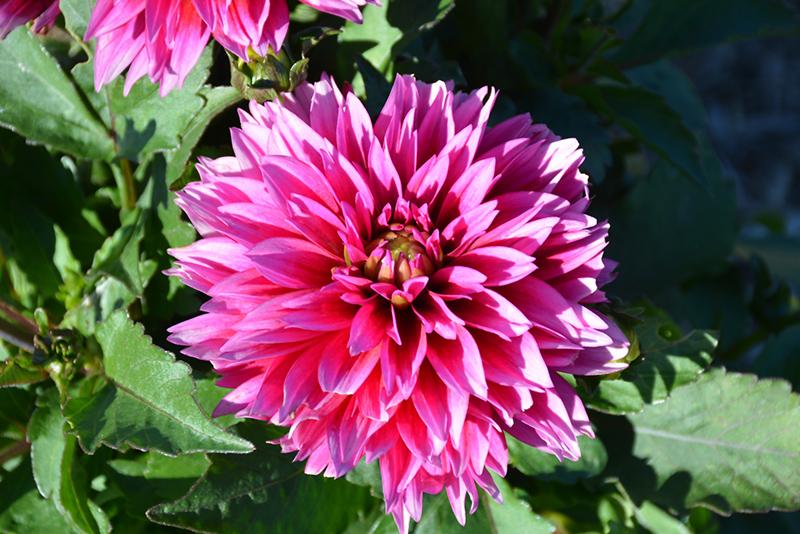 Dahlia 'labella Maggiore Deep Rose' - View 7 from www redcrocus com