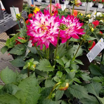 Dahlia 'labella Maggiore Rose Bicolor' - View 10 from www redcrocus com