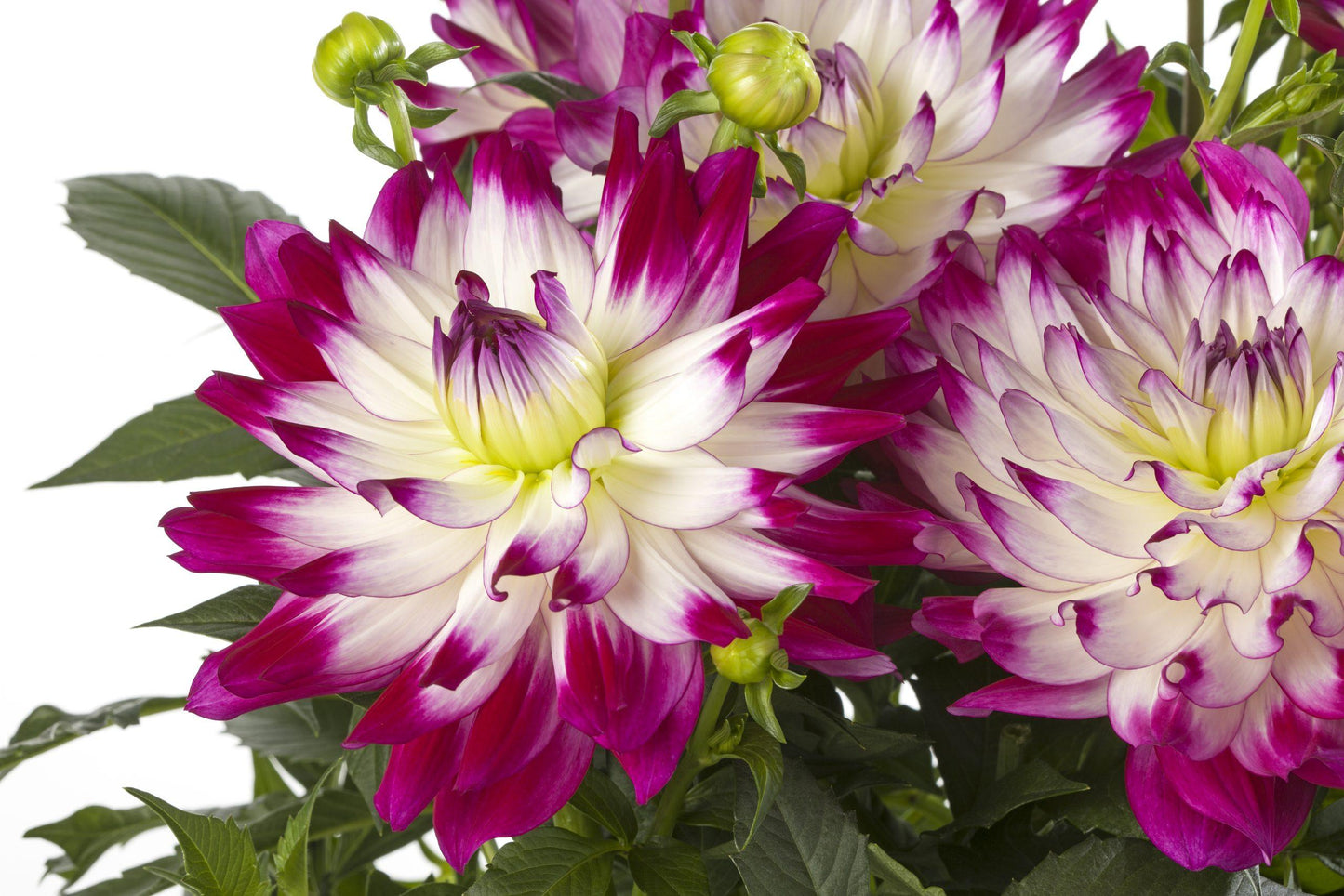 Dahlia 'labella Maggiore Rose Bicolor' - View 11 from www redcrocus com