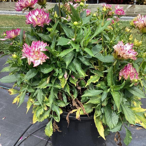 Dahlia 'labella Maggiore Rose Bicolor' - View 13 from www redcrocus com