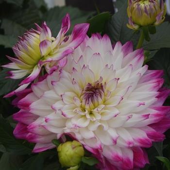 Dahlia 'labella Maggiore Rose Bicolor' - View 14 from www redcrocus com