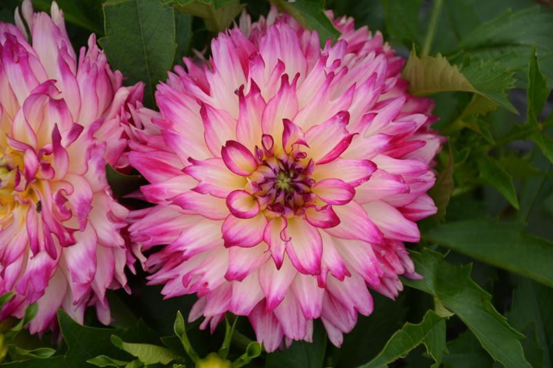 Dahlia 'labella Maggiore Rose Bicolor' - View 2 from www redcrocus com