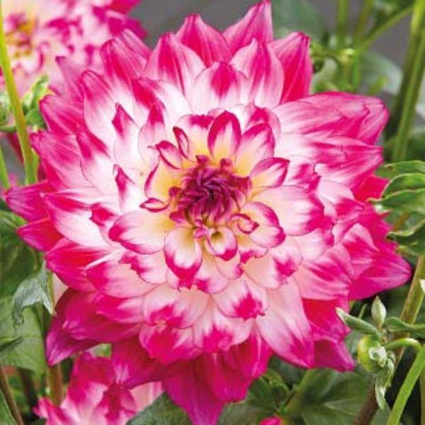 Dahlia 'labella Maggiore Rose Bicolor' - View 5 from www redcrocus com