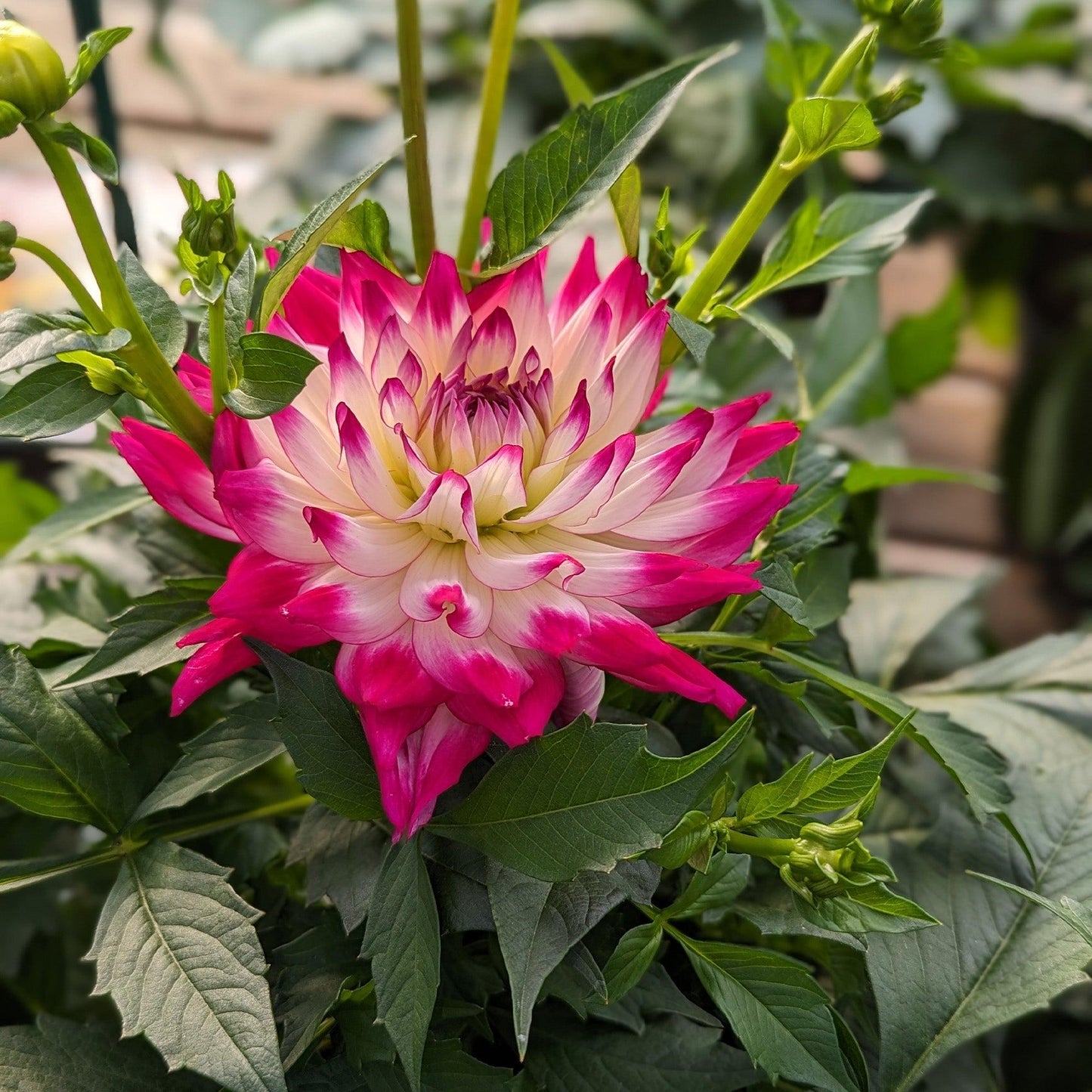 Dahlia 'labella Maggiore Rose Bicolor' - View 6 from www redcrocus com