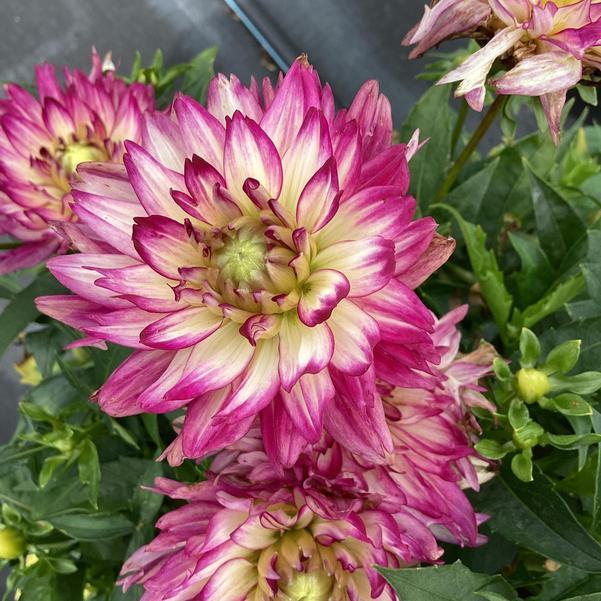 Dahlia 'labella Maggiore Rose Bicolor' - View 7 from www redcrocus com