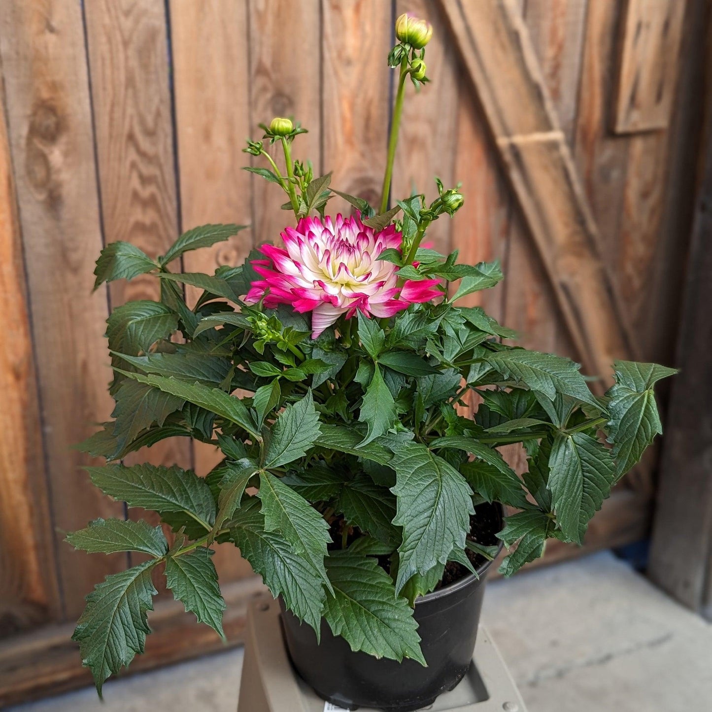 Dahlia 'labella Maggiore Rose Bicolor' - View 8 from www redcrocus com