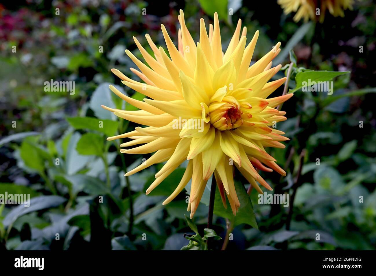 Dahlia 'labella Maggiore Yellow' - View 10 from www redcrocus com