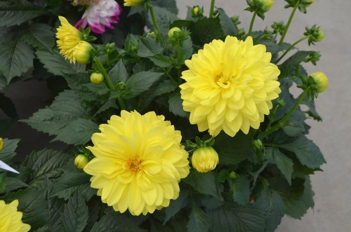 Dahlia 'labella Maggiore Yellow' - View 1 from www redcrocus com