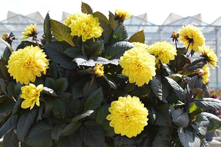 Dahlia 'labella Maggiore Yellow' - View 2 from www redcrocus com