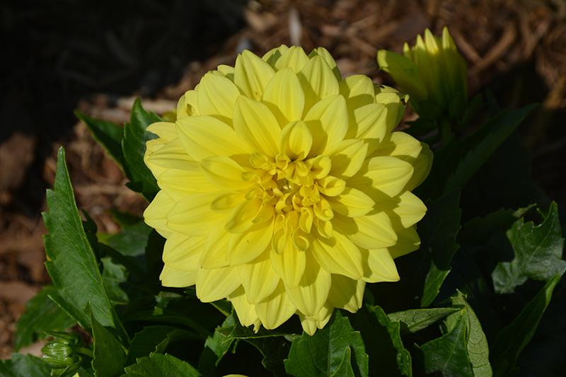 Dahlia 'labella Maggiore Yellow' - View 3 from www redcrocus com