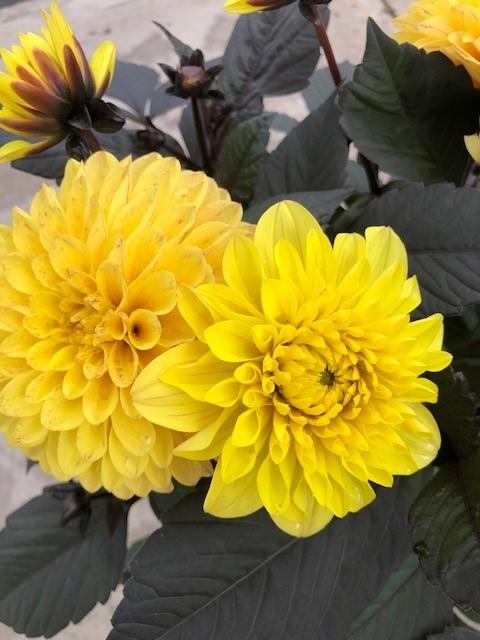 Dahlia 'labella Maggiore Yellow' - View 6 from www redcrocus com
