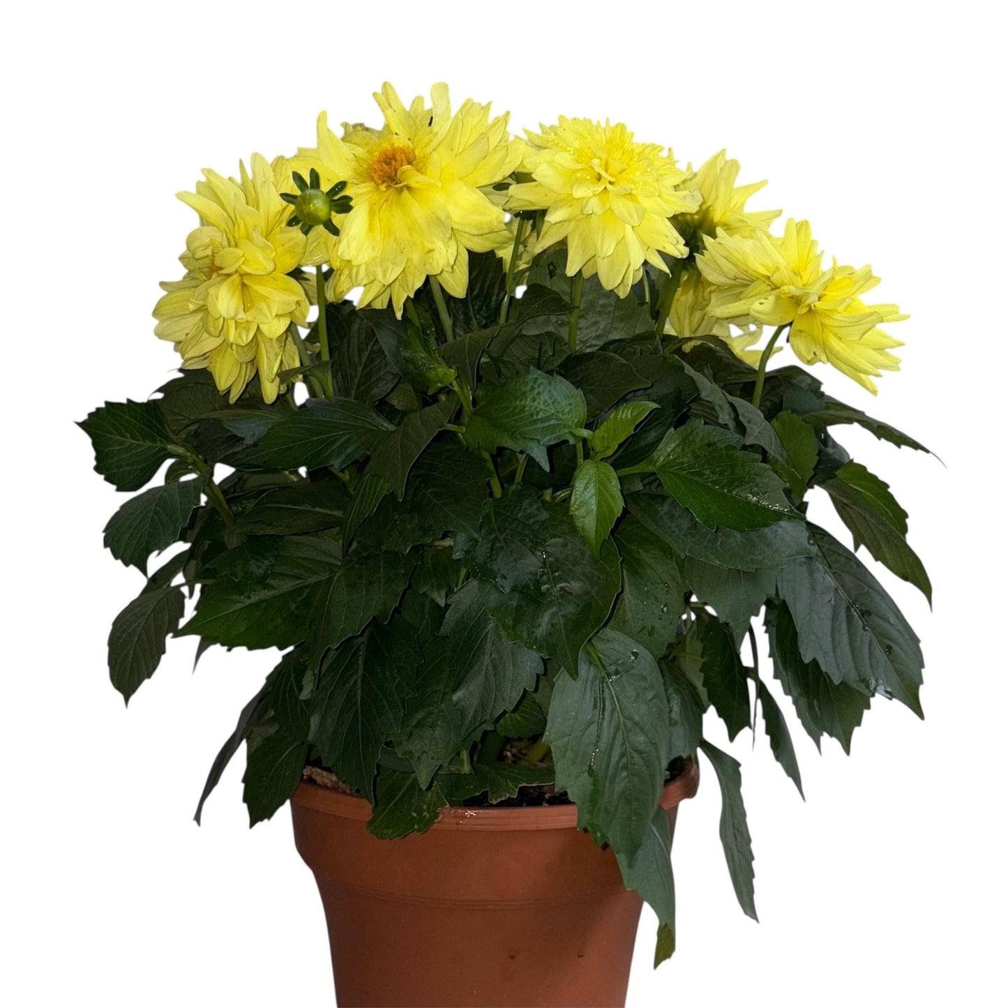 Dahlia 'labella Maggiore Yellow' - View 7 from www redcrocus com