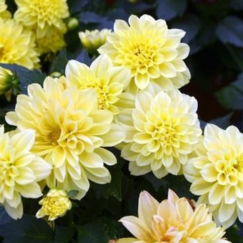Dahlia 'labella Maggiore Yellow' - View 9 from www redcrocus com