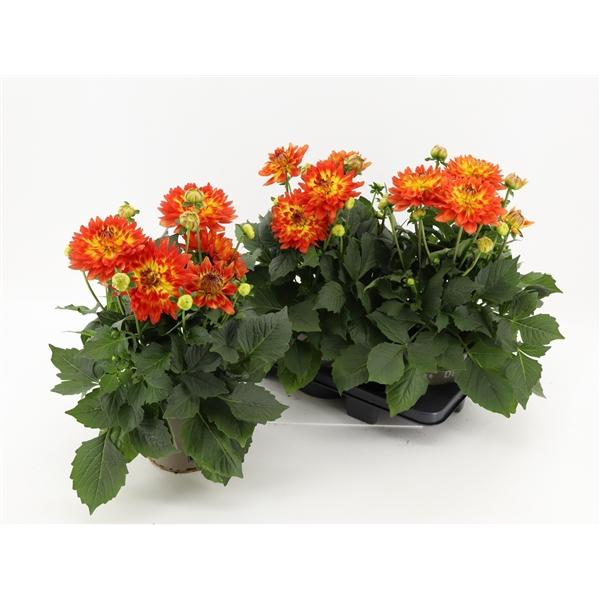 Dahlia 'labella Maggiore Fun Flame' - View 10 from www redcrocus com