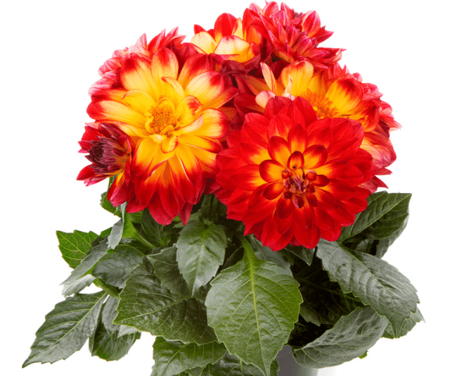 Dahlia 'labella Maggiore Fun Flame' - View 11 from www redcrocus com