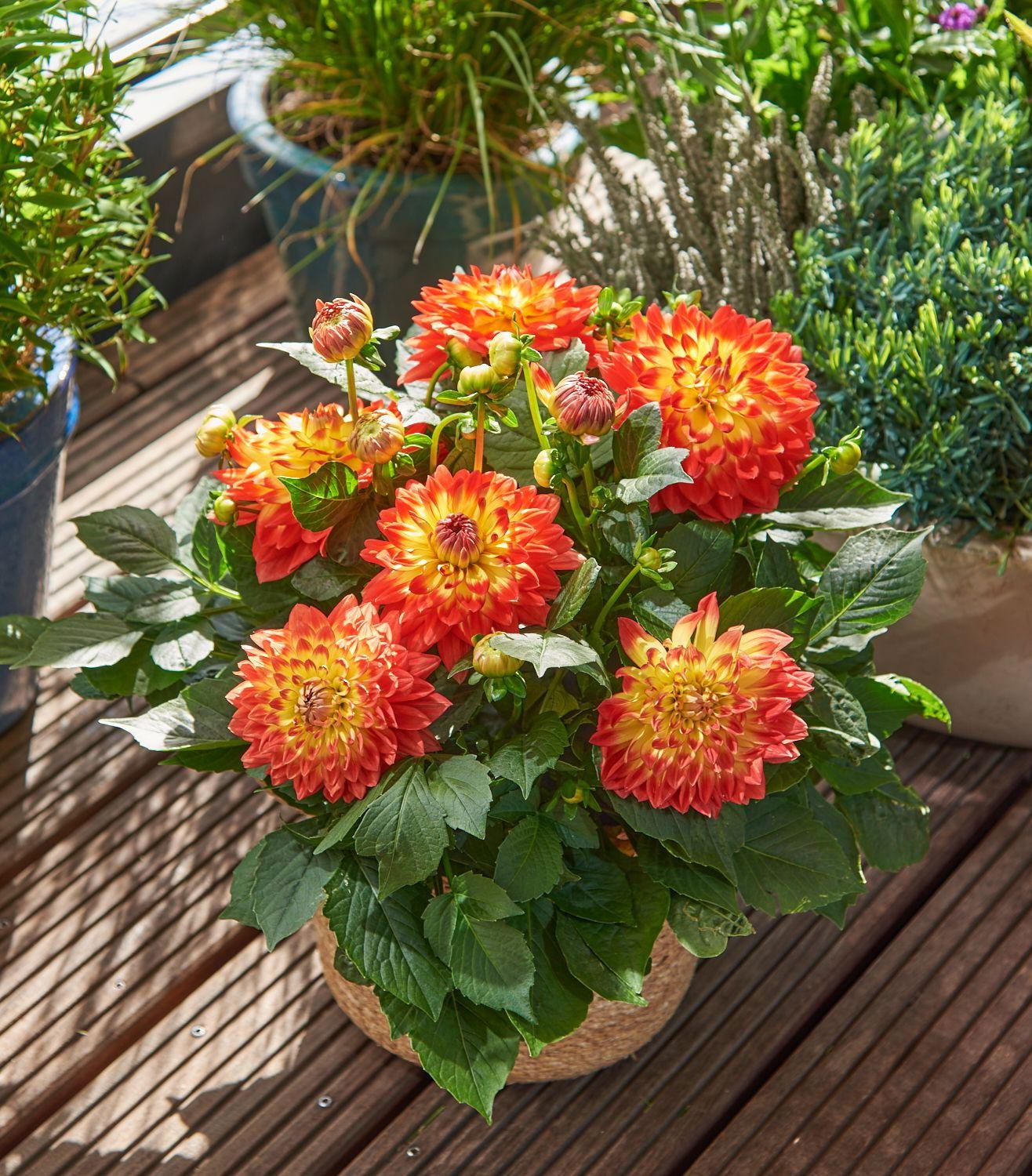 Dahlia 'labella Maggiore Fun Flame' - View 12 from www redcrocus com