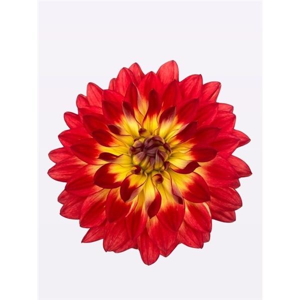 Dahlia 'labella Maggiore Fun Flame' - View 14 from www redcrocus com