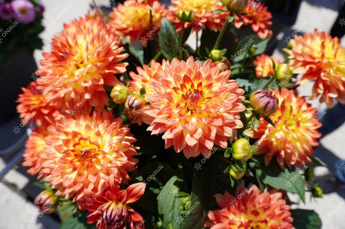 Dahlia 'labella Maggiore Fun Flame' - View 15 from www redcrocus com