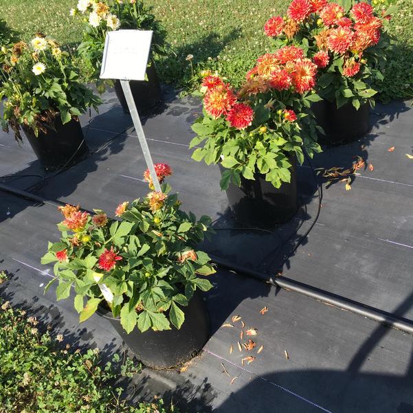 Dahlia 'labella Maggiore Fun Flame' - View 16 from www redcrocus com