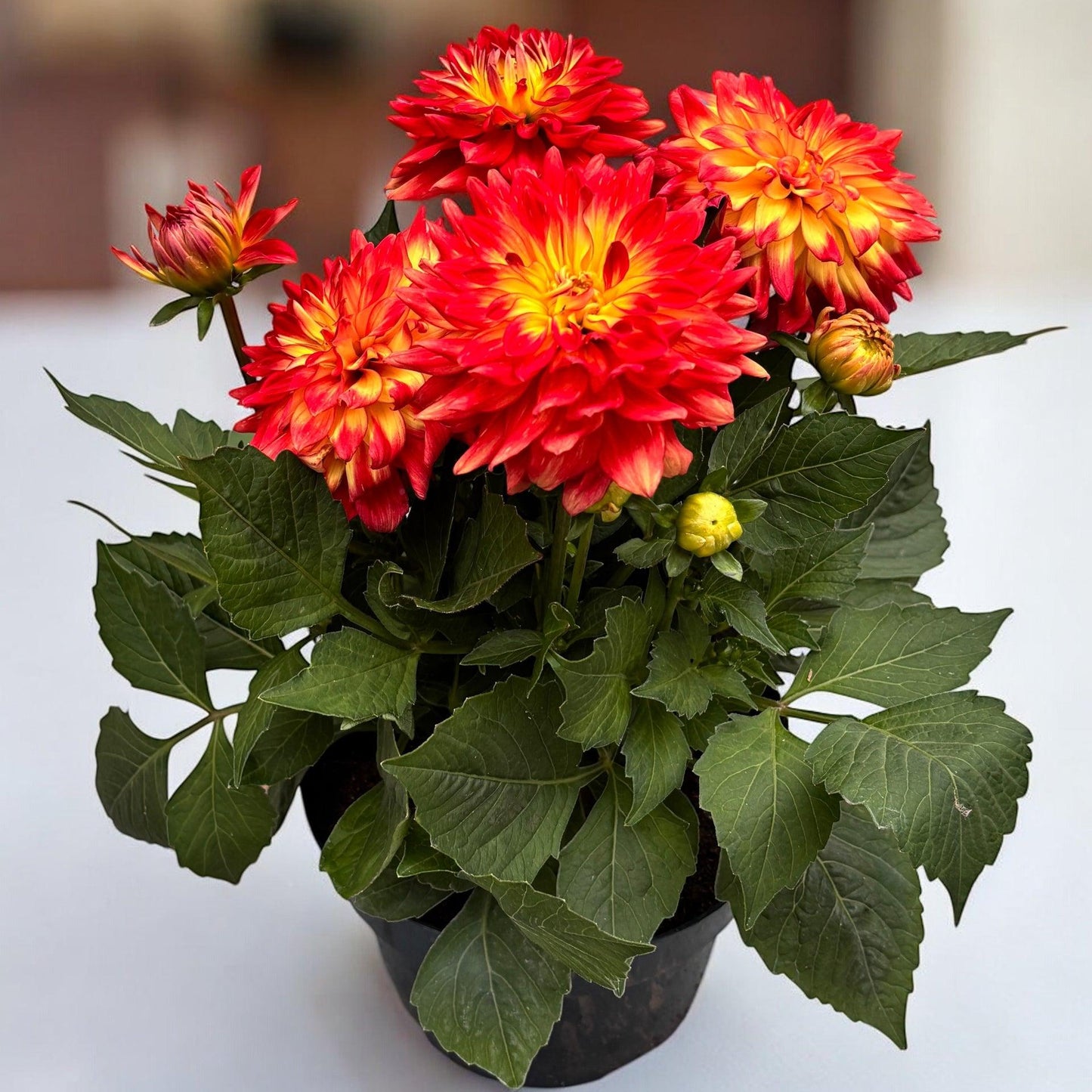 Dahlia 'labella Maggiore Fun Flame' - View 17 from www redcrocus com