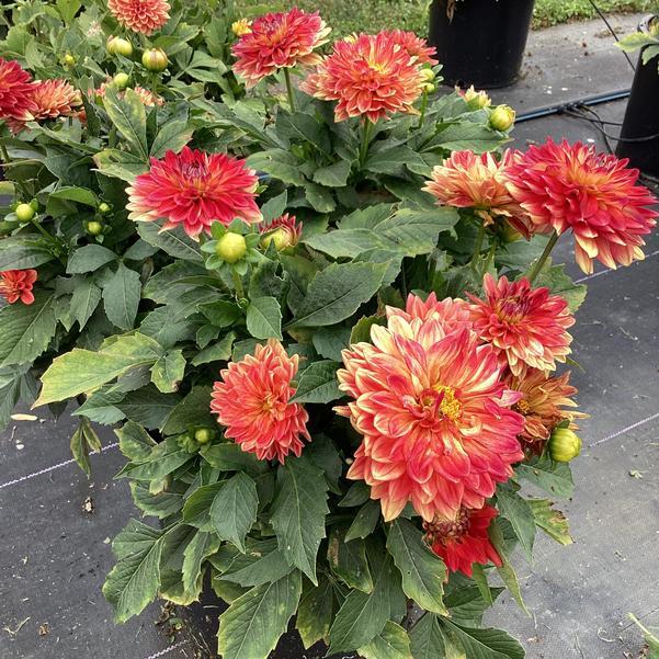 Dahlia 'labella Maggiore Fun Flame' - View 2 from www redcrocus com