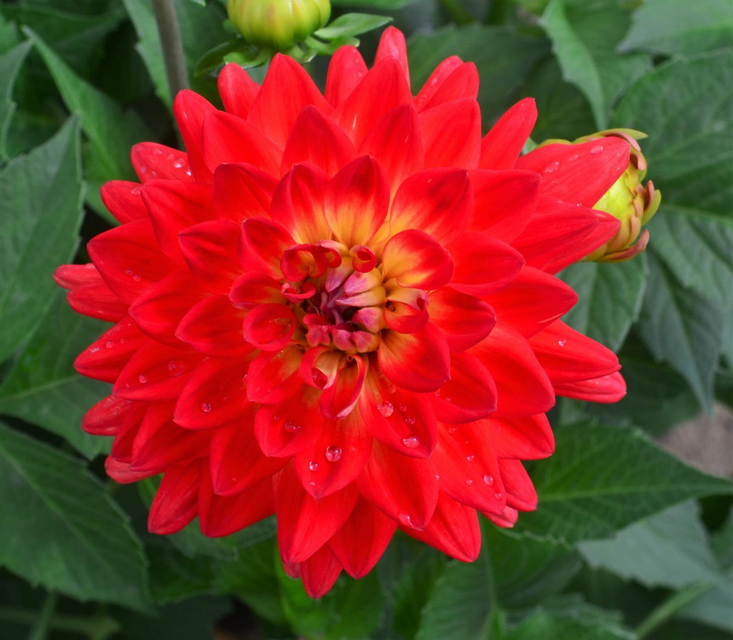 Dahlia 'labella Maggiore Fun Flame' - View 5 from www redcrocus com