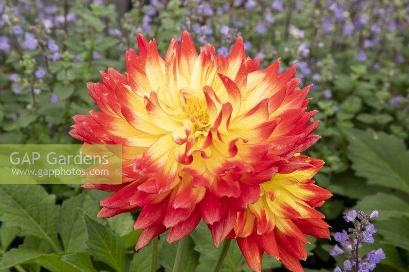 Dahlia 'labella Maggiore Fun Flame' - View 7 from www redcrocus com