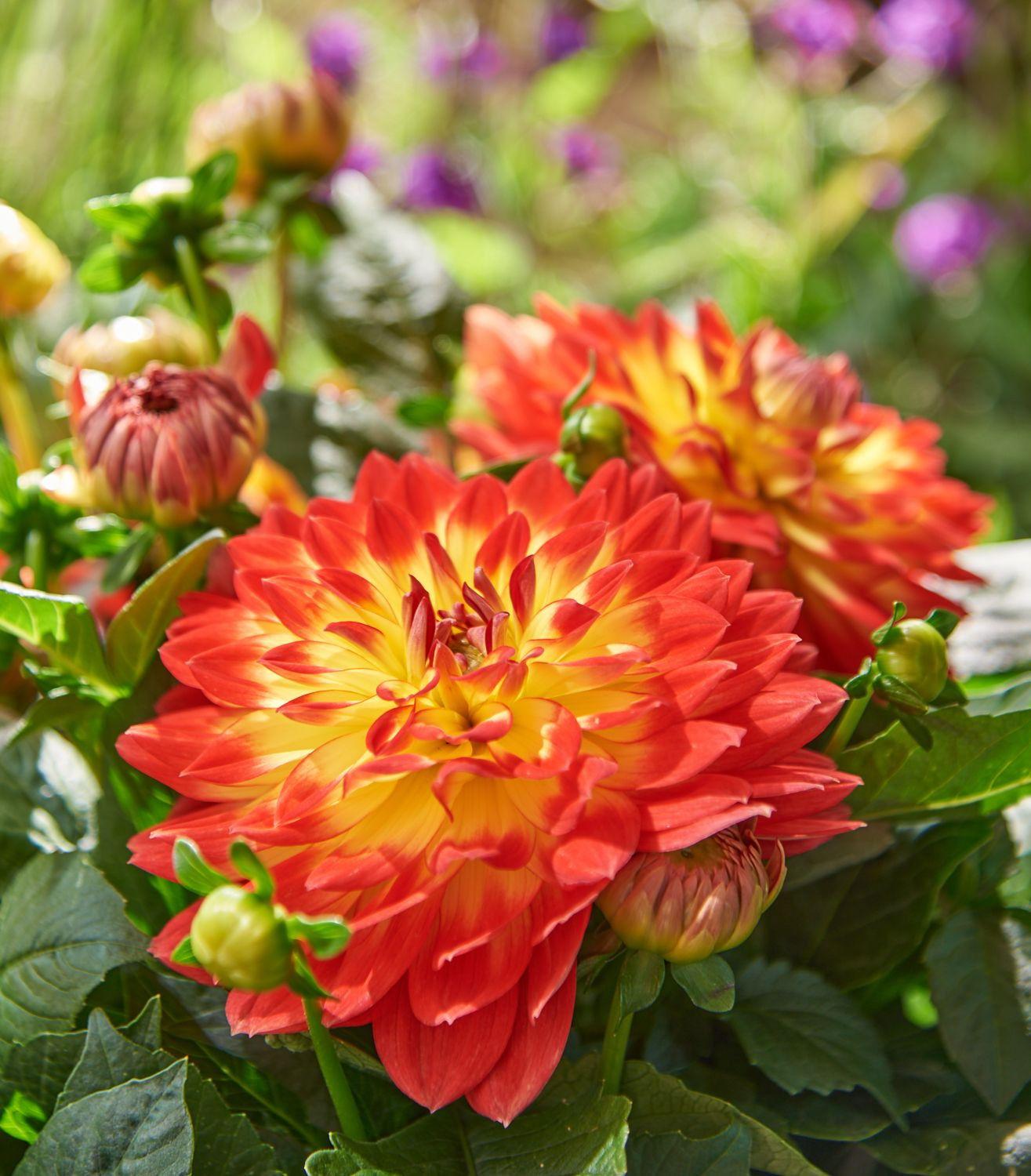 Dahlia 'labella Maggiore Fun Flame' - View 9 from www redcrocus com