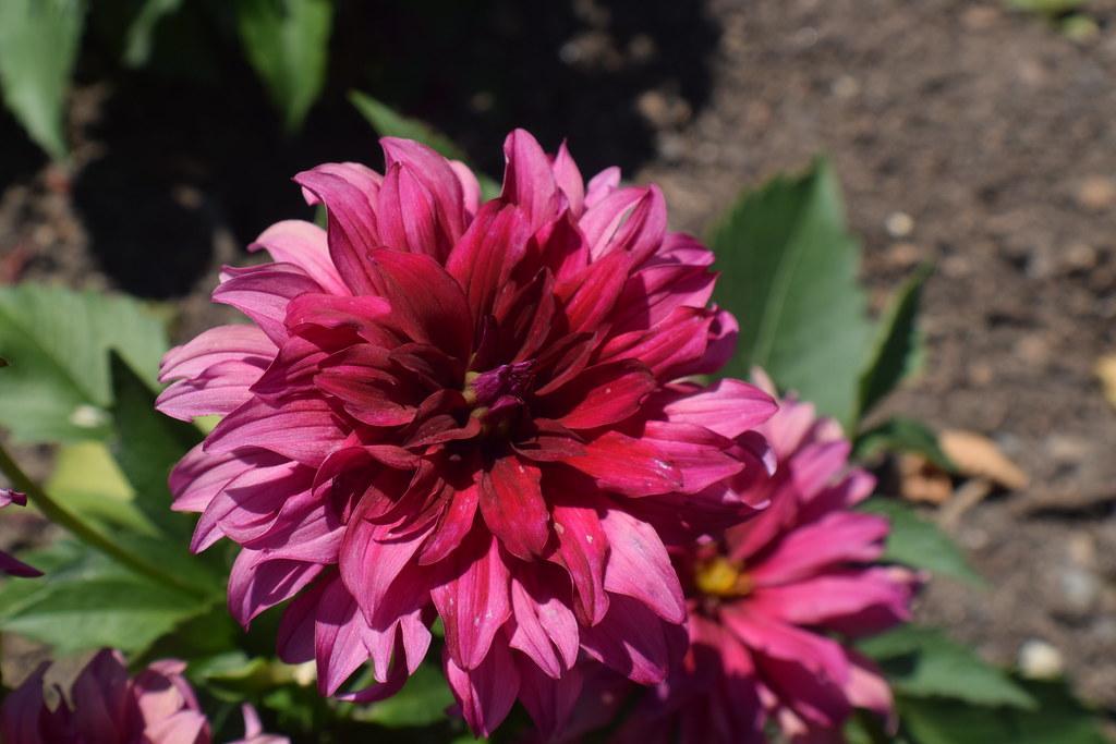 Dahlia 'labella Maggiore Purple' - View 10 from www redcrocus com