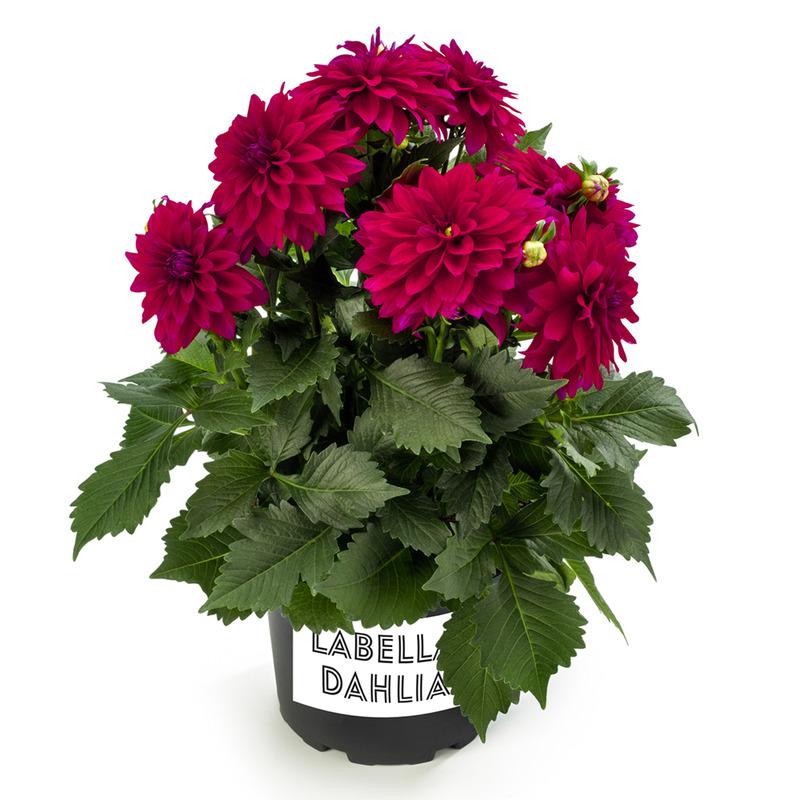 Dahlia 'labella Maggiore Purple' - View 12 from www redcrocus com