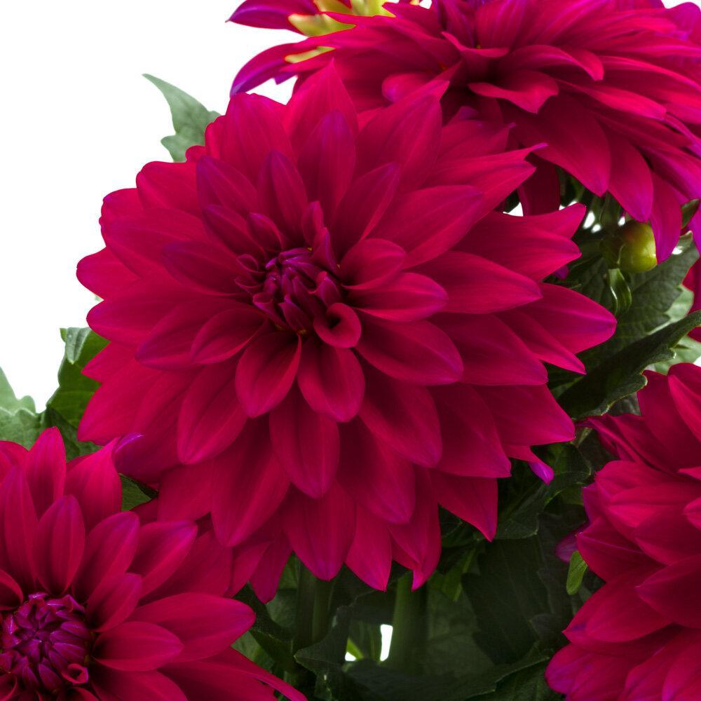 Dahlia 'labella Maggiore Purple' - View 13 from www redcrocus com