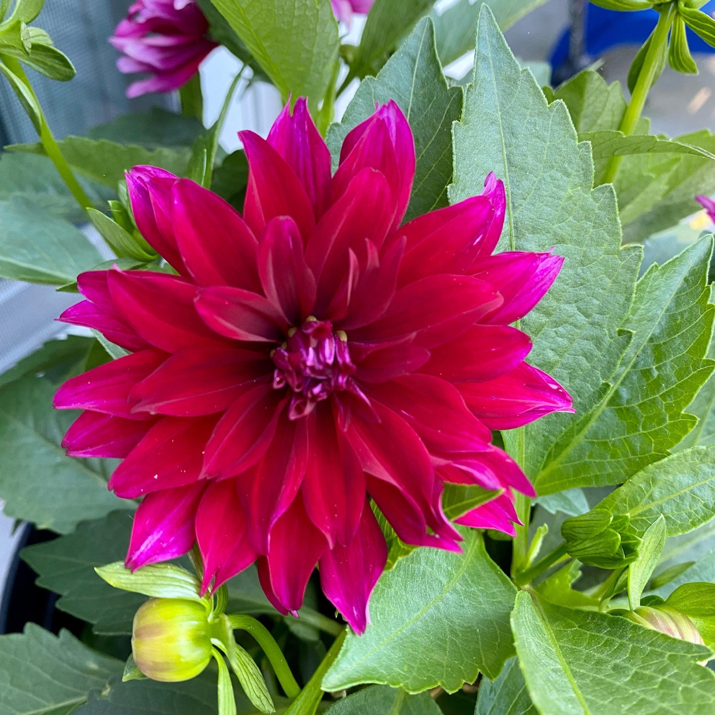 Dahlia 'labella Maggiore Purple' - View 15 from www redcrocus com