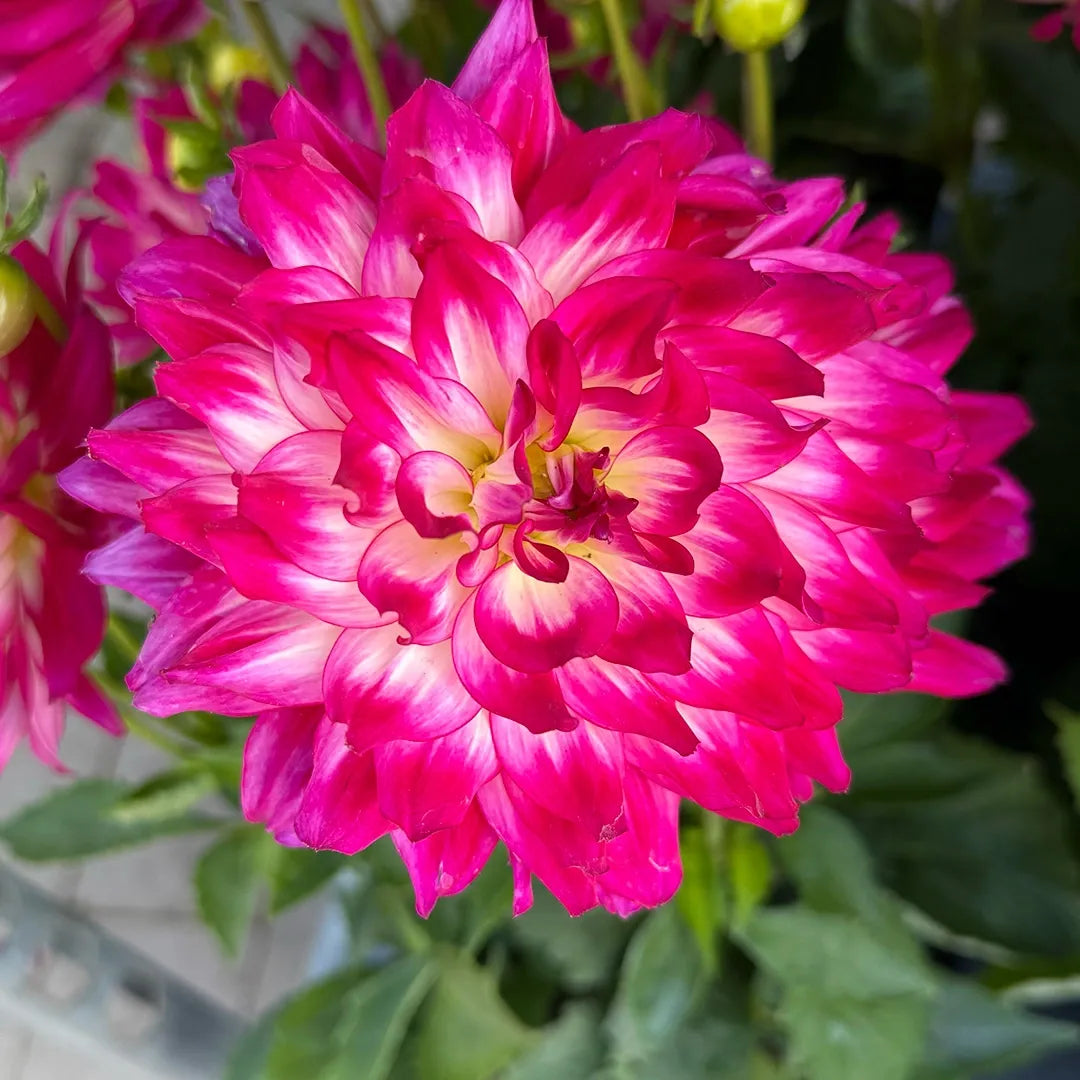Dahlia 'labella Maggiore Purple' - View 17 from www redcrocus com