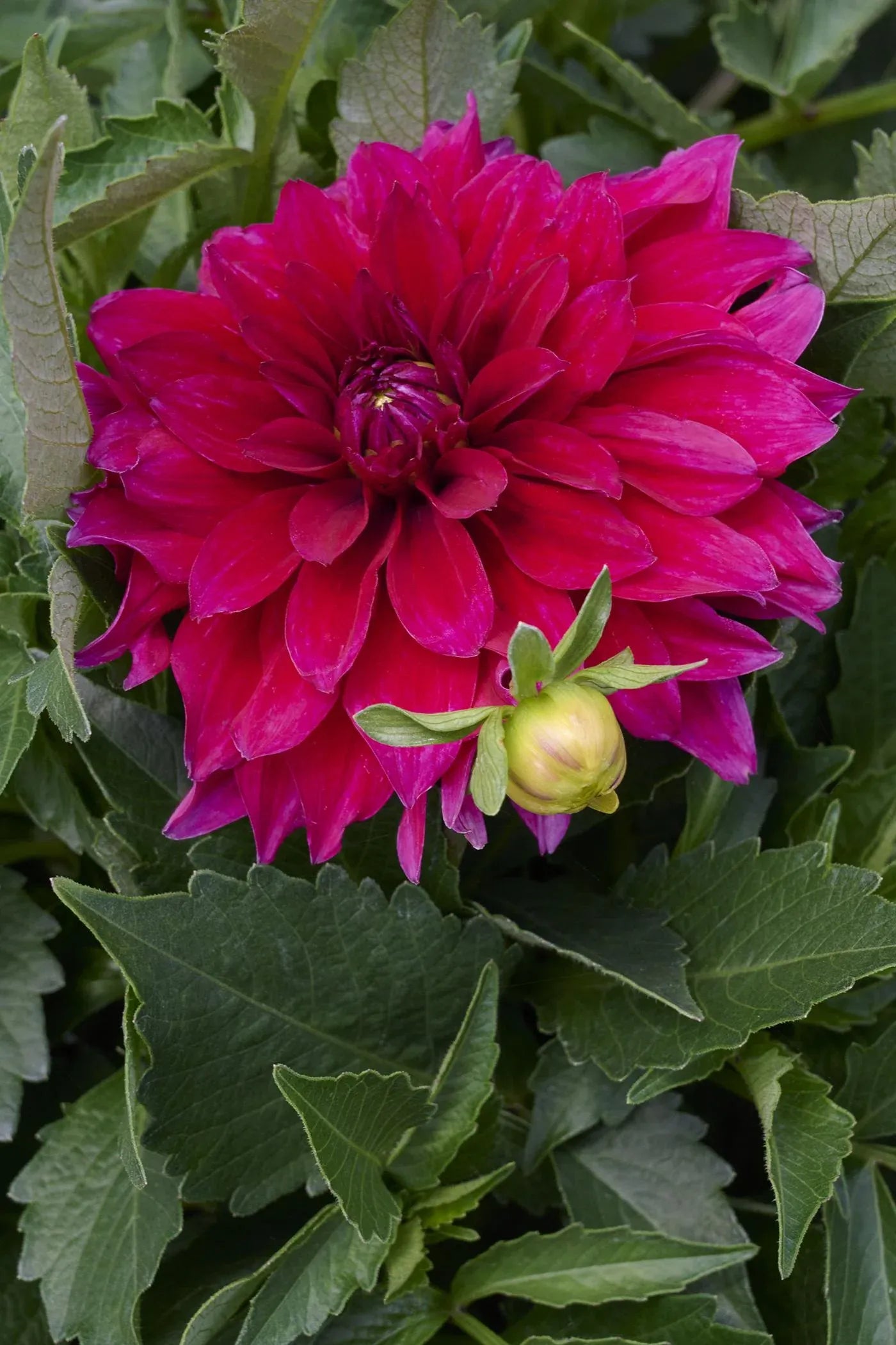 Dahlia 'labella Maggiore Purple' - View 1 from www redcrocus com