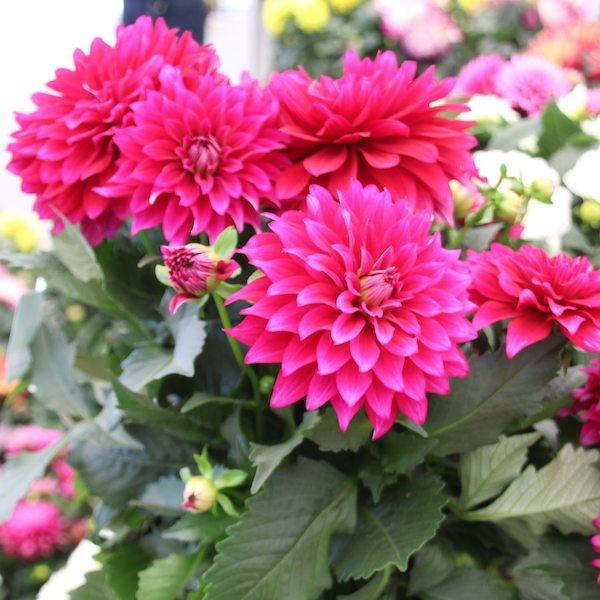 Dahlia 'labella Maggiore Purple' - View 2 from www redcrocus com