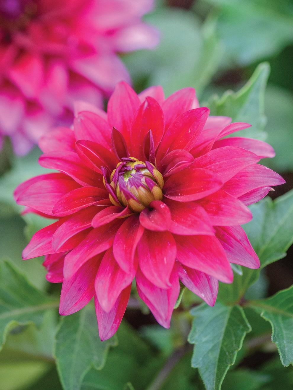 Dahlia 'labella Maggiore Purple' - View 3 from www redcrocus com