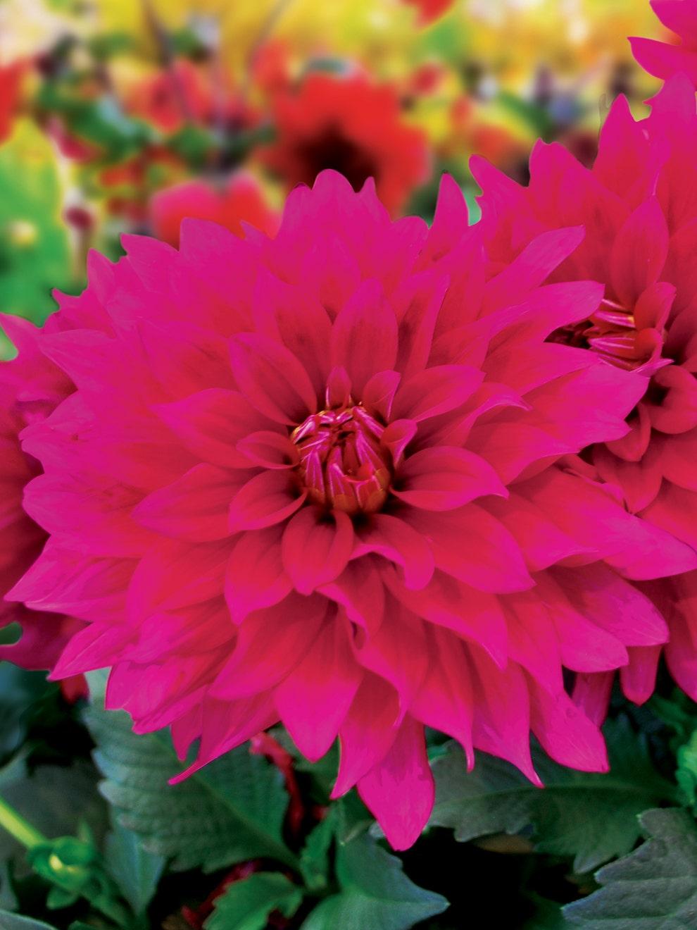 Dahlia 'labella Maggiore Purple' - View 4 from www redcrocus com
