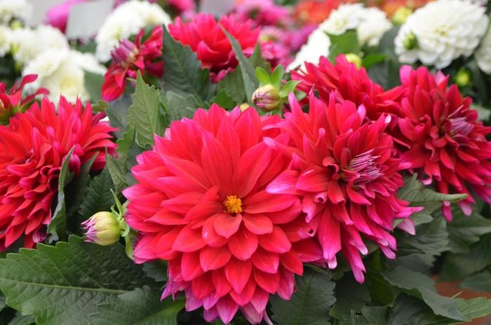 Dahlia 'labella Maggiore Purple' - View 5 from www redcrocus com
