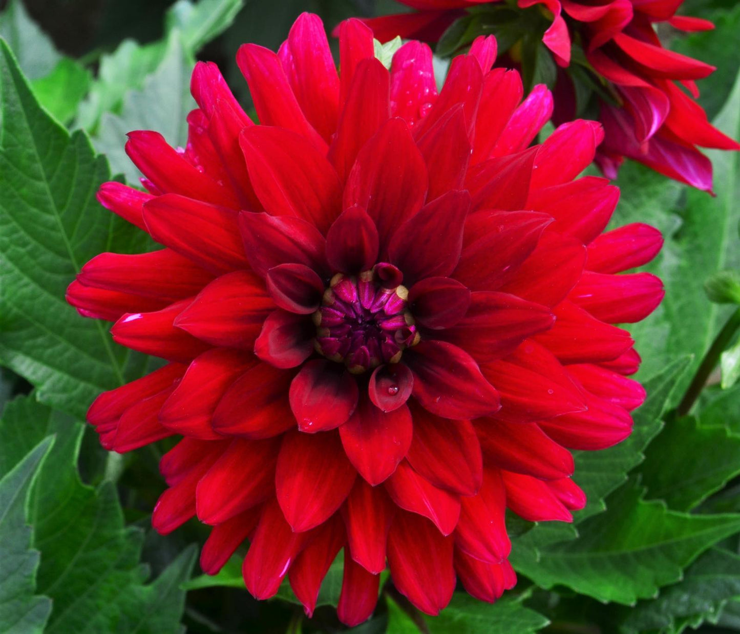 Dahlia 'labella Maggiore Purple' - View 6 from www redcrocus com