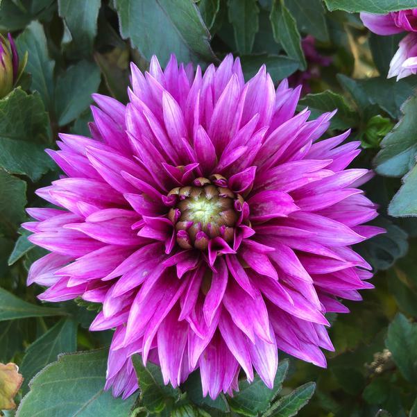 Dahlia 'labella Maggiore Purple' - View 7 from www redcrocus com