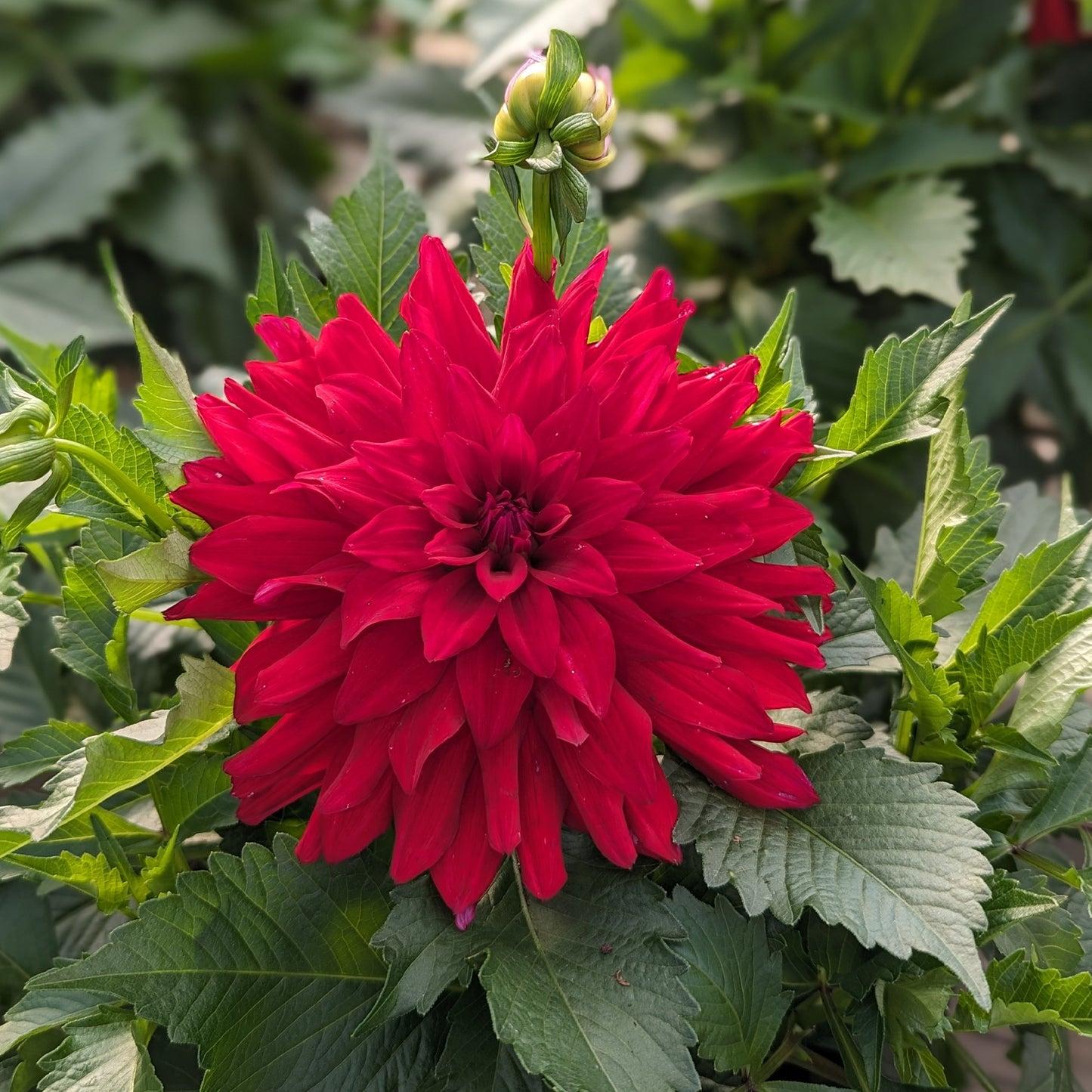 Dahlia 'labella Maggiore Purple' - View 8 from www redcrocus com
