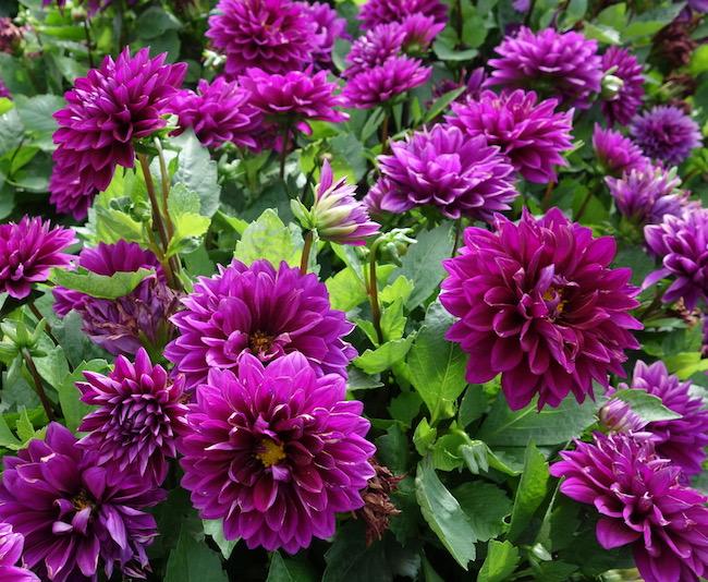 Dahlia 'labella Maggiore Purple' - View 9 from www redcrocus com