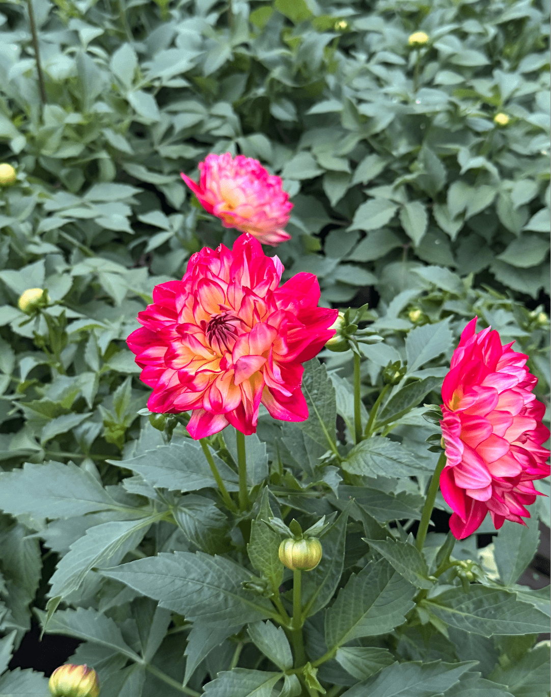 Dahlia 'labella Maggiore Pomegranate' - View 10 from www redcrocus com