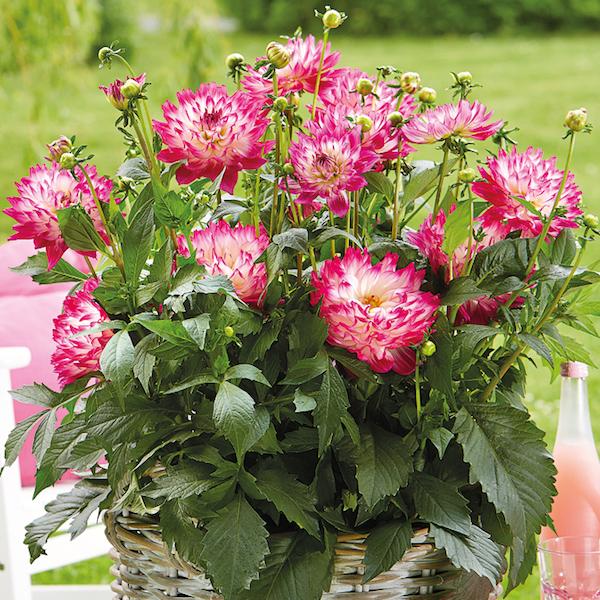 Dahlia 'labella Maggiore Pomegranate' - View 12 from www redcrocus com