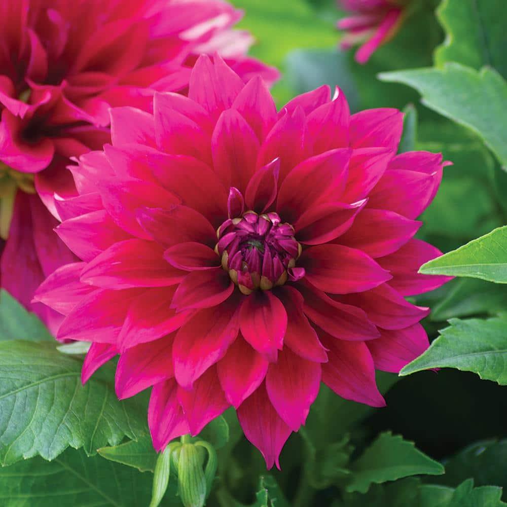 Dahlia 'labella Maggiore Pomegranate' - View 13 from www redcrocus com
