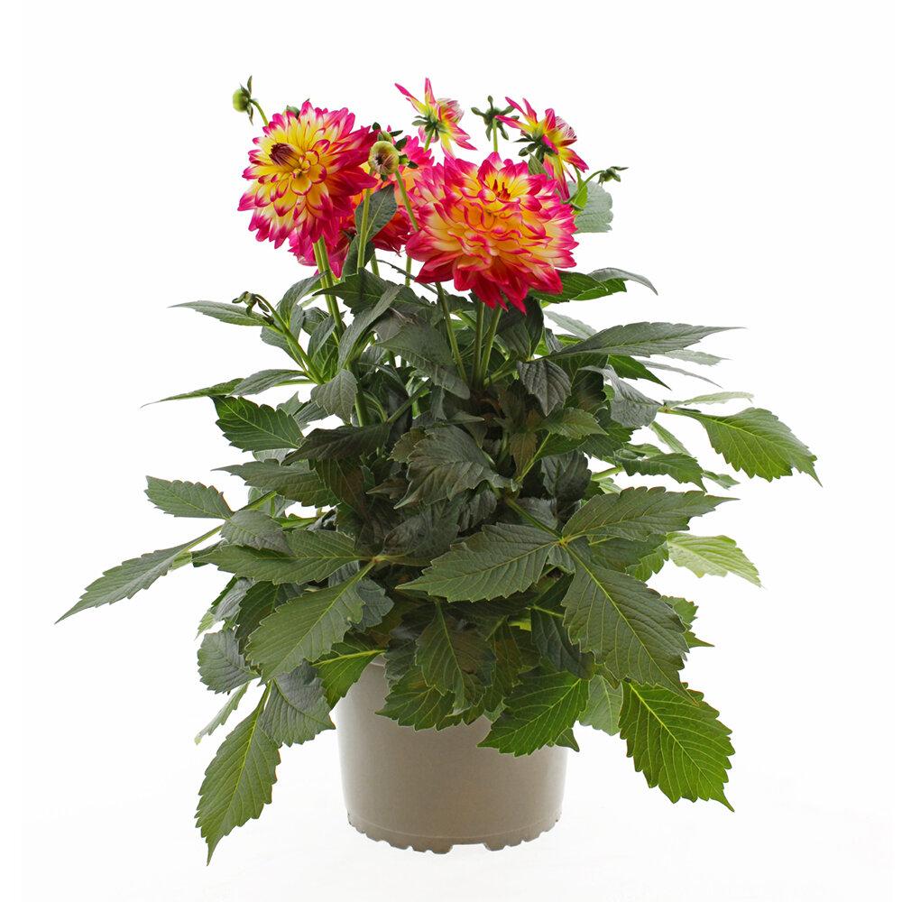 Dahlia 'labella Maggiore Pomegranate' - View 1 from www redcrocus com